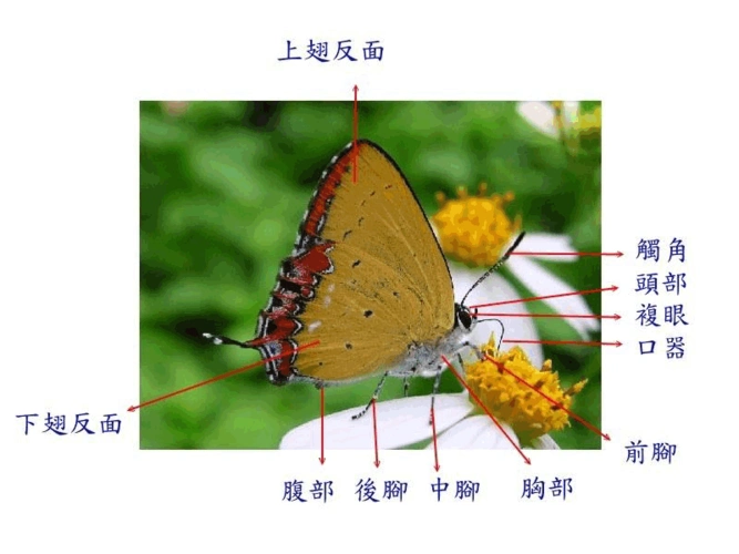 常见蝴蝶介绍