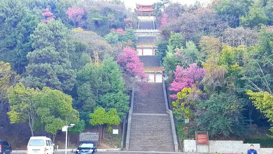 大理,团山公园红梅花儿开