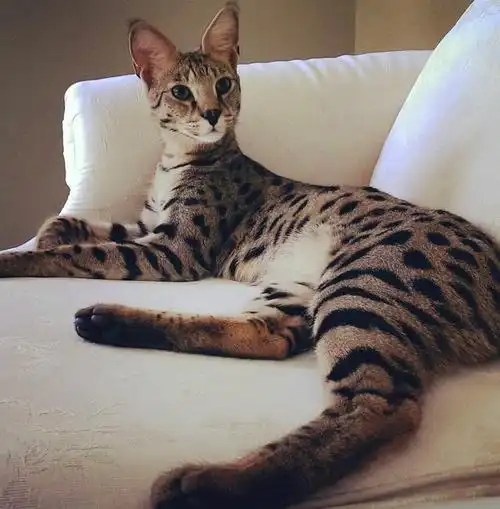 世界上最贵的十种猫,最后一只被卖出61万天价