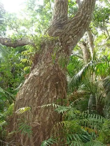 鸡翅木及鸡翅木家具该如何保养?