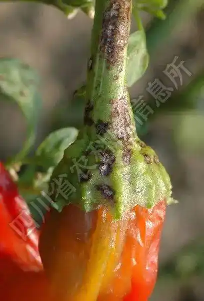 抓住适期防治辣椒疮痂病