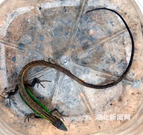 相关)四脚蛇 俗称蜥蜴和石龙子,因为它有 蛇 字,许多人怕被它咬后中毒