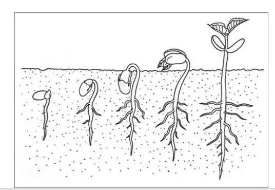 "种子变变变"活动 一(2)班