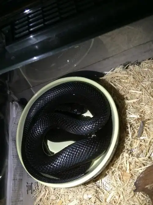 家养蛇的日常生活[略重口21p]