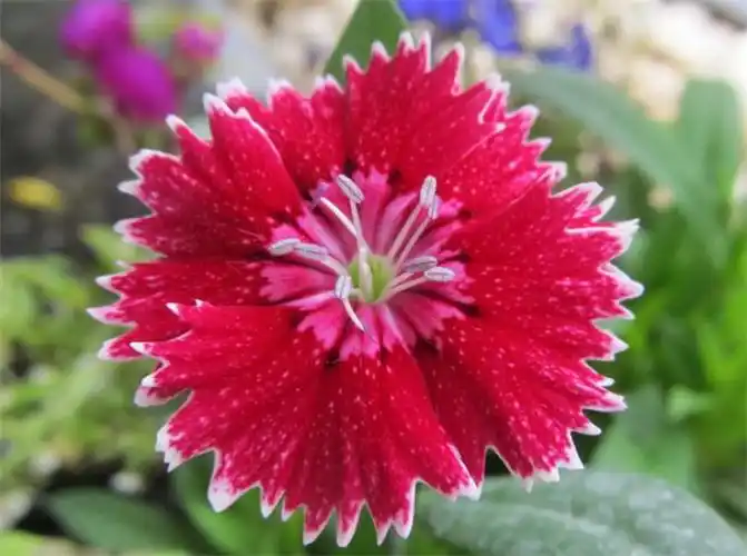 荆草图片伴随金矿而生的2种野草