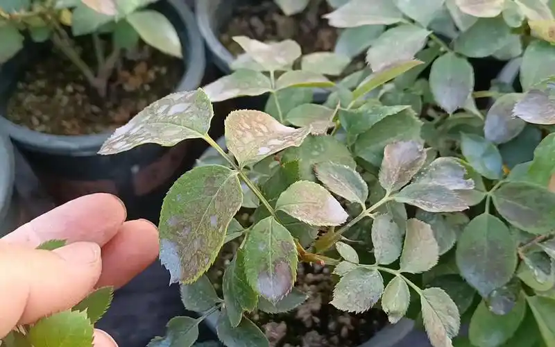 月季出现药害和霜霉病要分清楚,症状不同,处理方法也不同