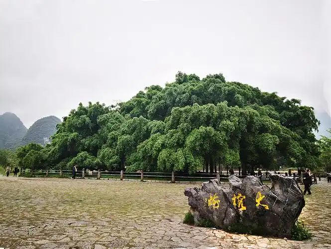 千年古榕,独木成林.阳朔县大榕树景区引来八方游客.