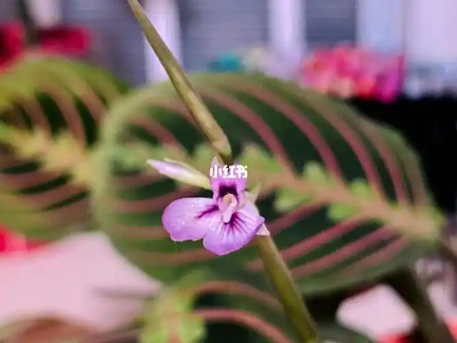 万万没想到 叶蝉竹芋也能开花#叶蝉竹芋