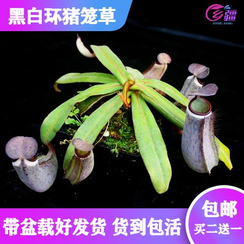 【黑白环猪笼草】食虫植物驱蚊草捕虫草食人花趣味绿植盆栽包邮