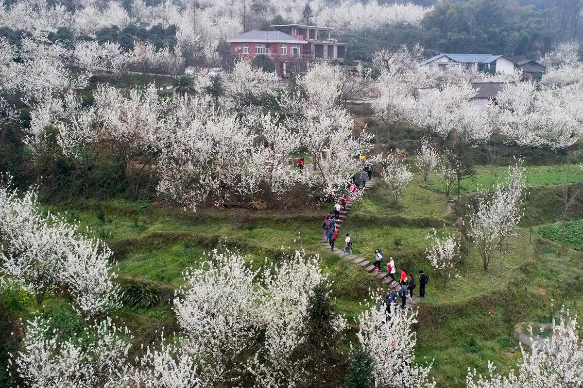 航拍成都蒲江樱桃山:漫山遍野樱桃花怒放,置身花海宛若畅游仙境