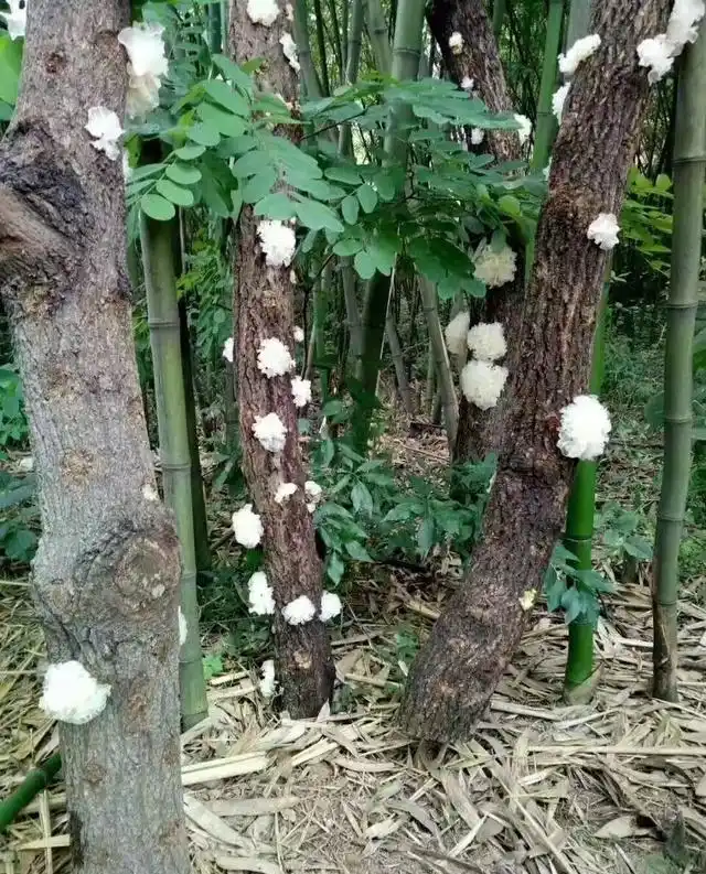 银耳,又称白木耳,福建称为"雪耳"(质量上乘的),是一种生长于枯木上的