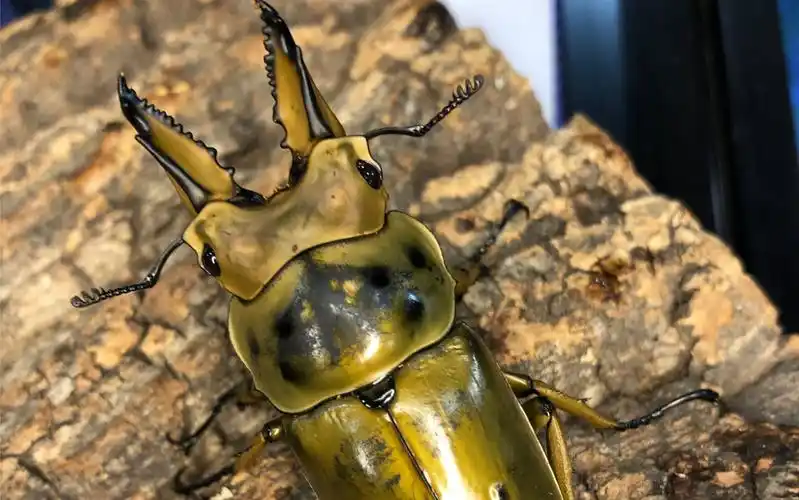 甲虫介绍第4集:黄金鬼锹甲