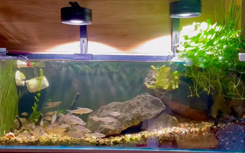 原生鱼缸养黄骨鱼养桂鱼啦_哔哩哔哩_bilibili