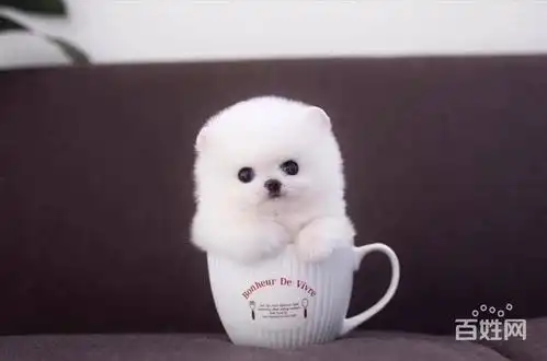 郑州哪里卖茶杯犬.茶杯犬好养吗茶杯犬寿命茶杯犬图片
