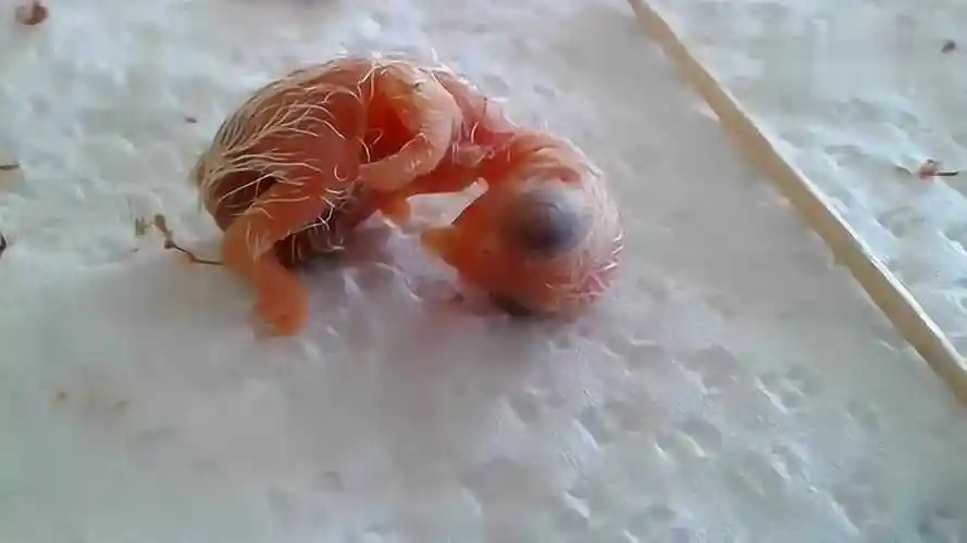 一只刚出生的小鸟,破蛋的时候没有力气怎么办?