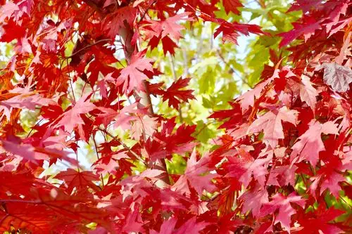 糖槭,也称糖枫北美枫树种.