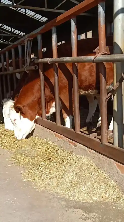 750到800斤弗莱维赫育成母牛