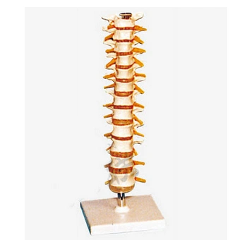 胸椎模型gd/a11108