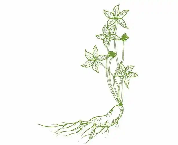 手绘绿色人参插图242066png图片素材