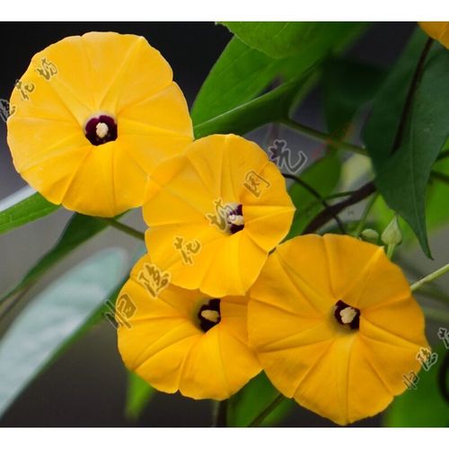 黄色黑心牵牛花种子 稀有朝颜 喇叭花种子爬藤植物篱笆 攀援