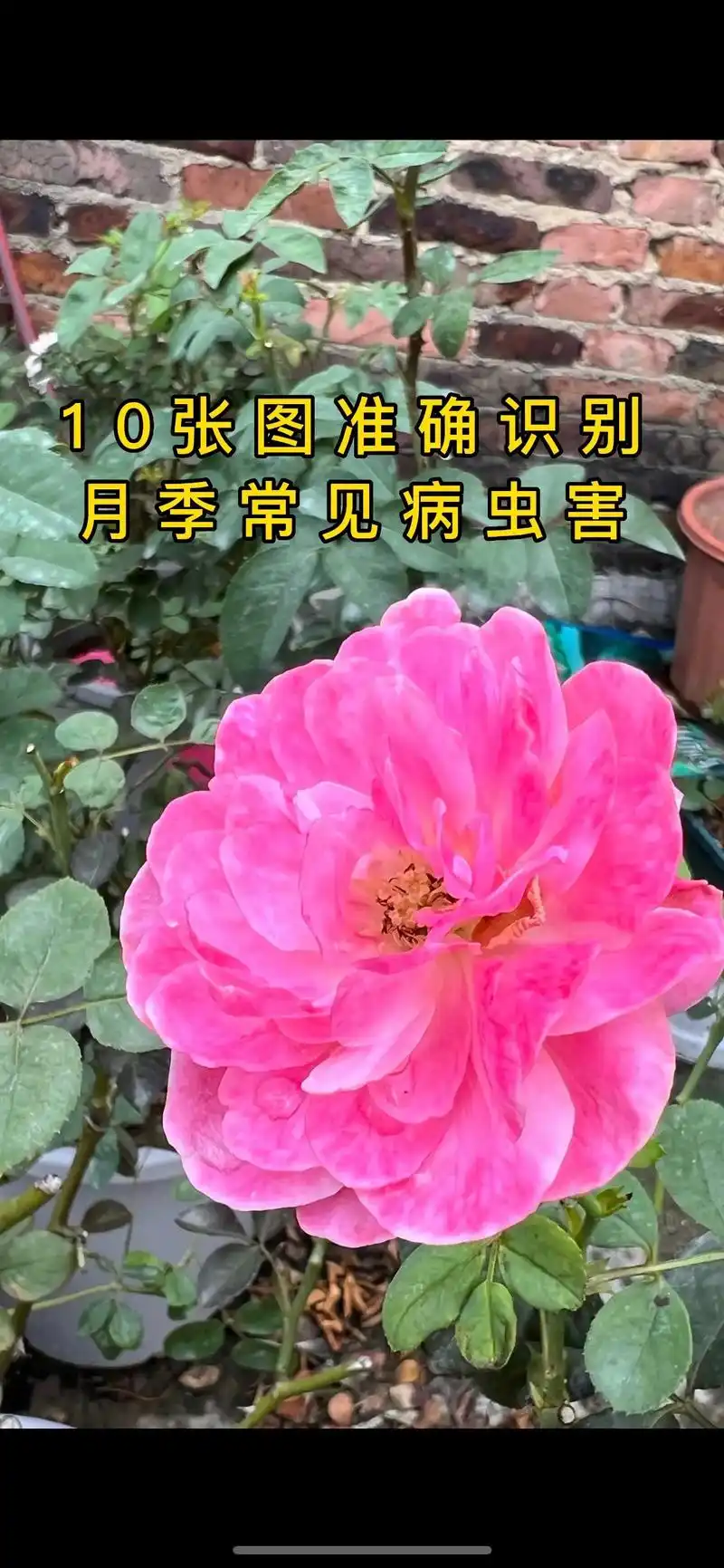 记住这10张图,准确识别月季常见病虫害,养月季不再难!#养花 - 抖音