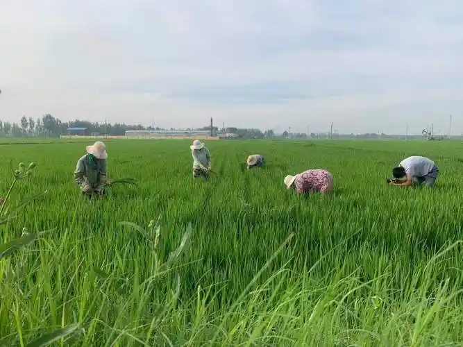农民老赵一大早就在田间查看庄稼长势,他告诉记者:"现在这上千亩稻田