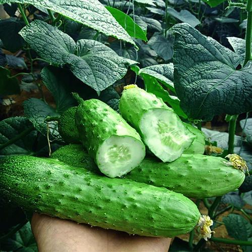 东北新鲜蔬菜现摘秋黑龙江小黄瓜带刺旱黄瓜五斤带箱装包邮.