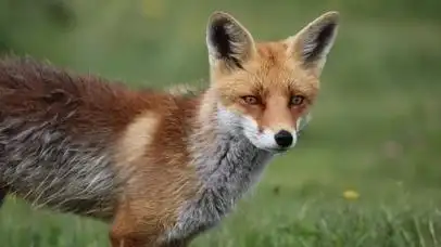 狐狸arcticfox壁纸5