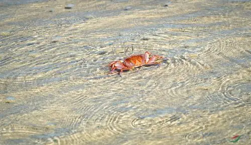 海滩上的小螃蟹