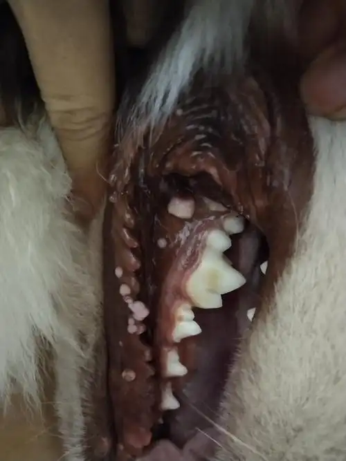 狗狗口腔里长菜花瘤如何治疗?