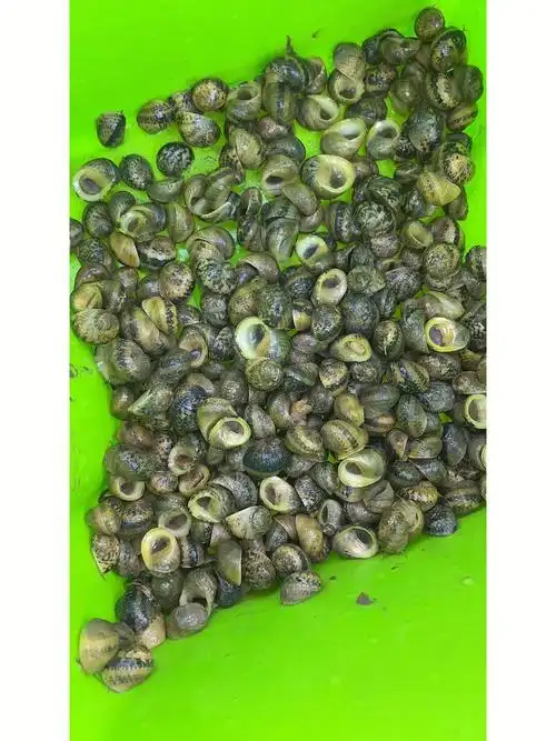 结果家里人都不让我吃,说是有毒,等会我吃了会中毒……很纠结吃不吃呢