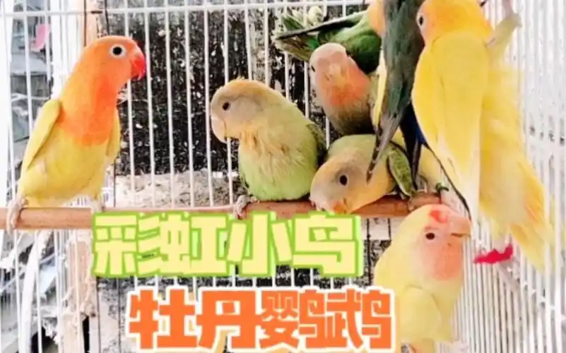 彩虹小鸟,各色牡丹鹦鹉,那个是稀有?