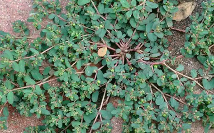 农村一种趴地生长的野草,人称红丝草,民间常做妇科用药