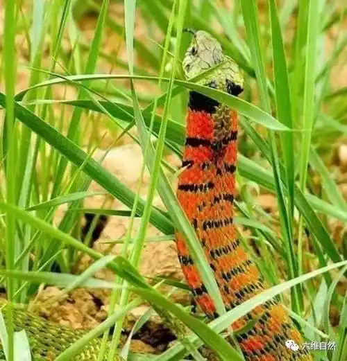 温泉泳池惊现野鸡脖子蛇,颈背像鸡冠,是否为传说中鸡冠蛇原型?