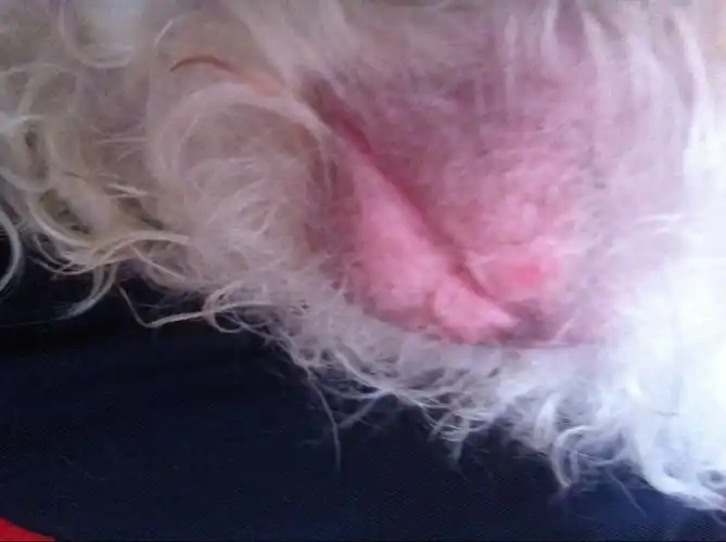 狗狗月经桃子破了.