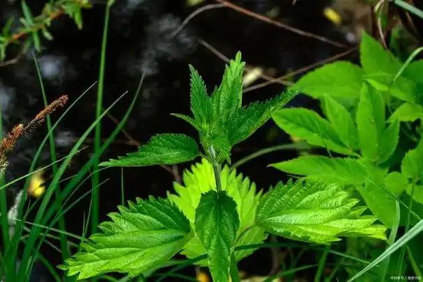 化儿草是什么?有一家差点被"团灭",野外游玩还需要多加注意!