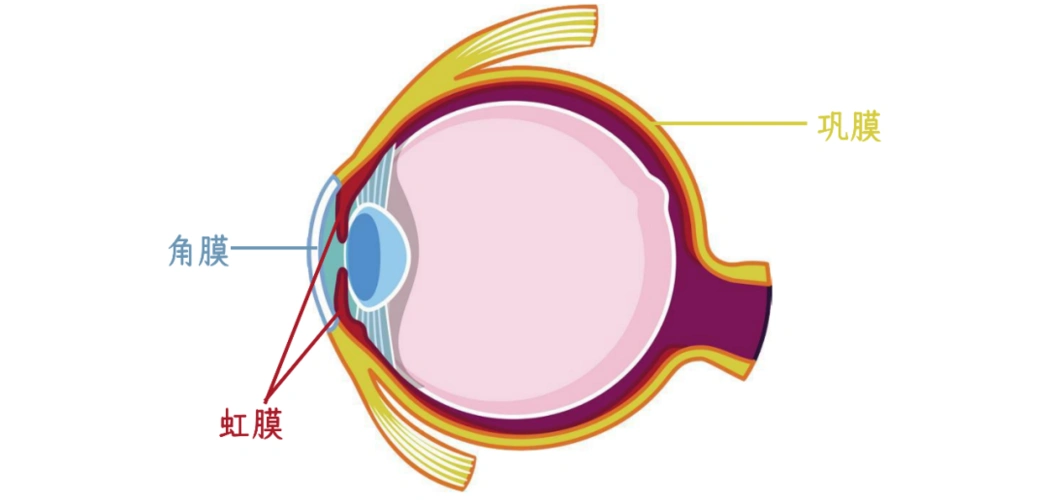 先简单了解一下眼球的构造:角膜:覆盖在眼球外层前端的透明部分巩膜