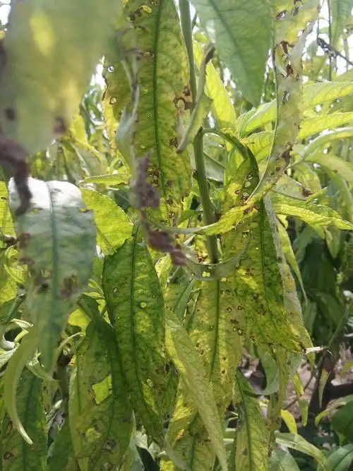 请问各位老师桃树上这是什么病害?