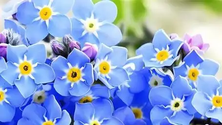 勿忘我花语是什么,为什么勿忘我被视为不吉利的花?