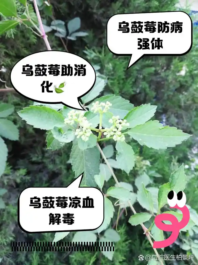 乌蔹莓的功效与作用 家人们,今天我来跟大家聊聊一种神奇的植物——乌