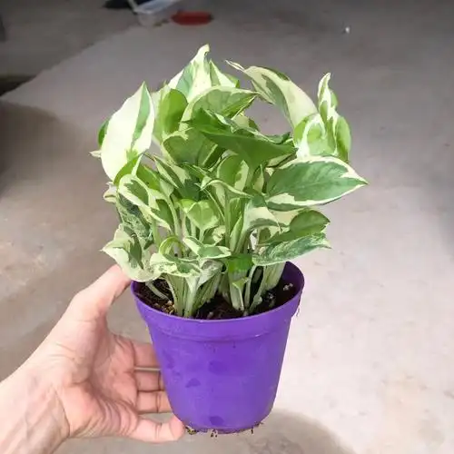 广州批发 110白金葛绿植盆栽客厅窗台办公室空间美化摆设好养易活