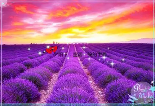 静默等待薰衣草图片_等待让我们慢慢成长_唯美图片_精品库