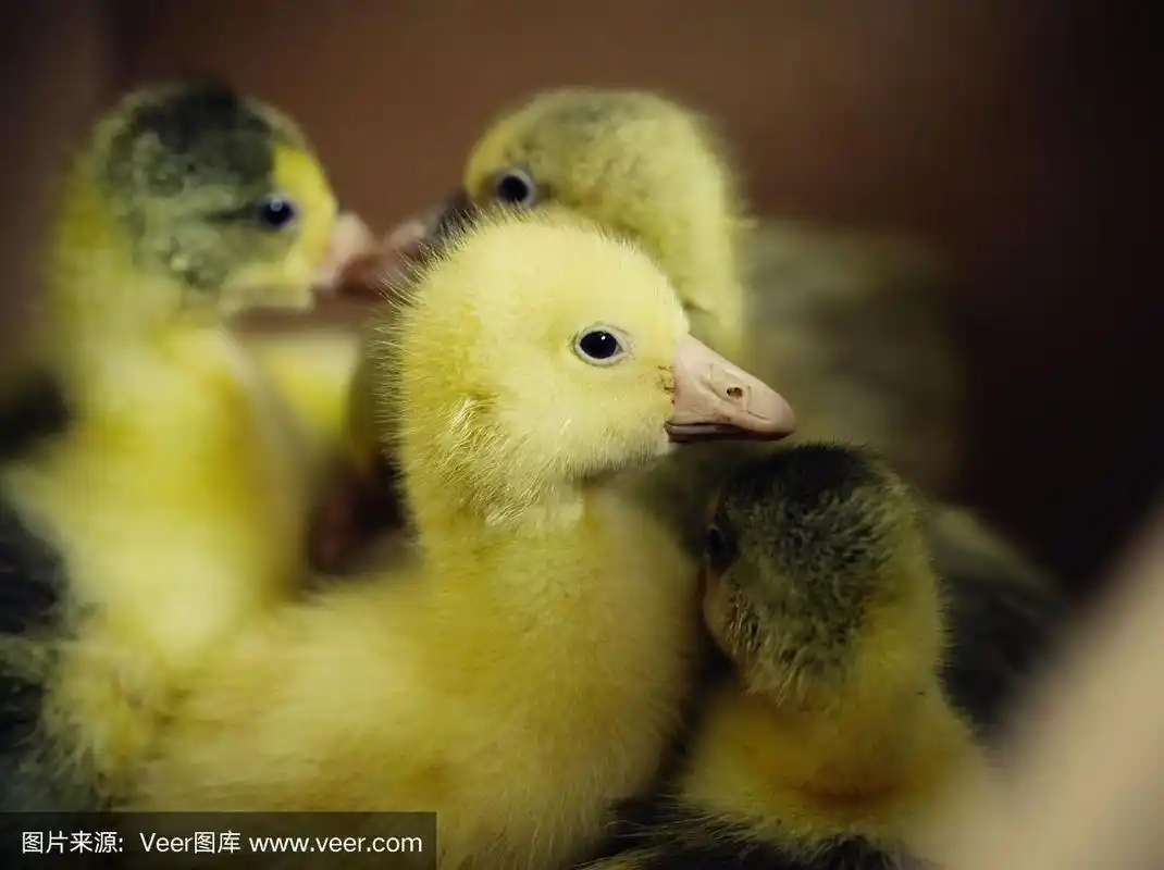 刚出生的小鹅看着照相机