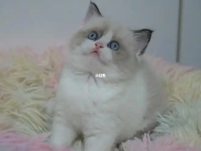 成都猫舍欧洲双色英短