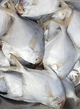 福建野生新鲜白鲳鱼鲜活速冻小白鲳鱼小银鲳鱼海鱼鲳鳊鱼平鱼海鲜闽粤