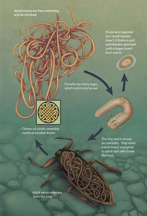 什么是铁线虫?它是如何寄生到宿主体内呢?