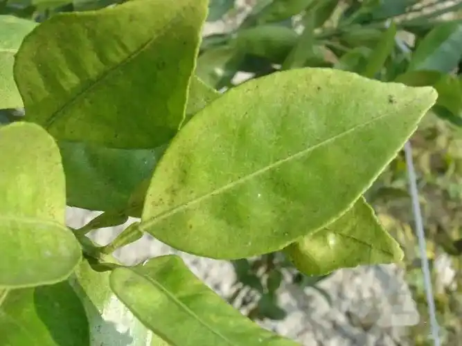 桂东南沃柑6月份管理要点