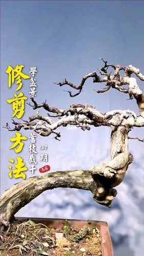 蓄枝截干的修剪方法