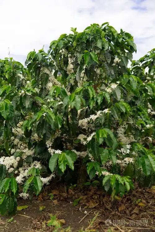 有机咖啡树开花