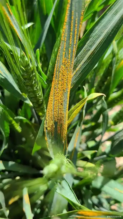 首报有奖——诸城市加强小麦条锈病监测防控_普查_查见_影响